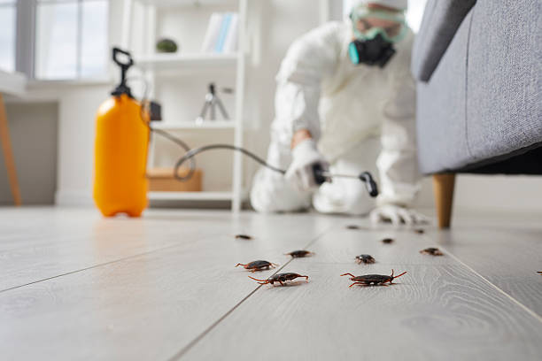 Commercial Kitchen Cockroach Control in Stanhope